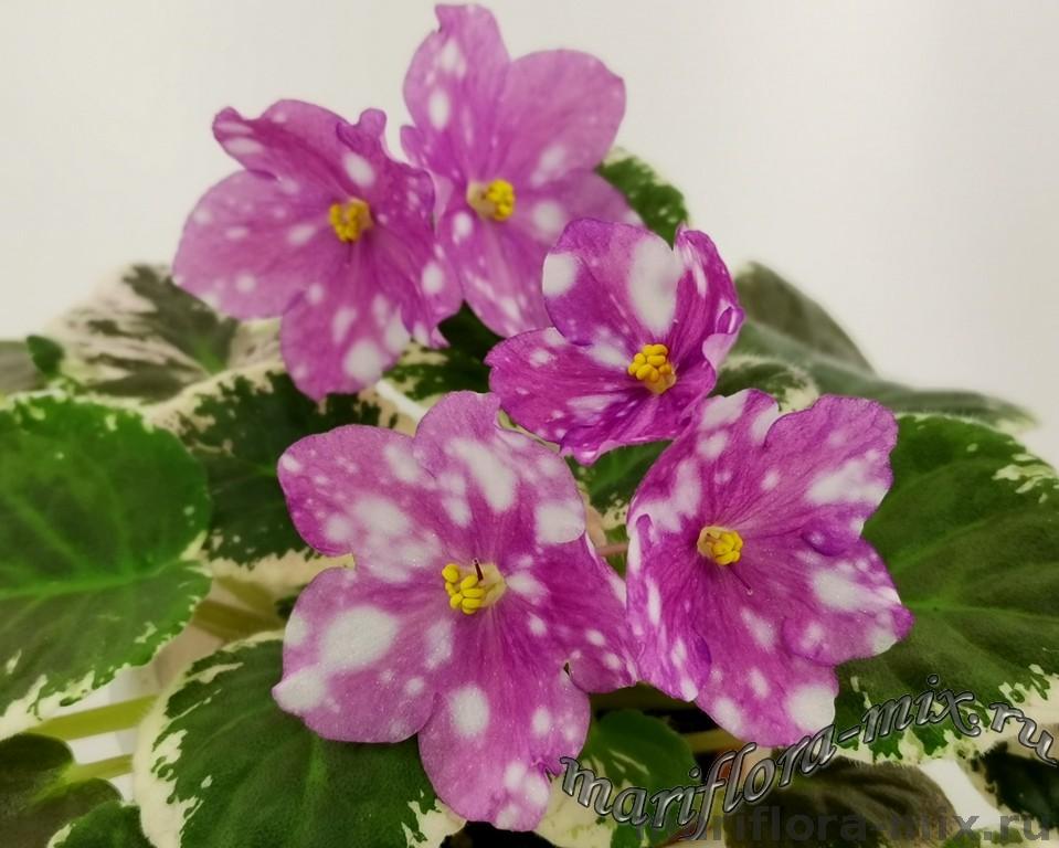 Rivermist Calypso (J. Baker)